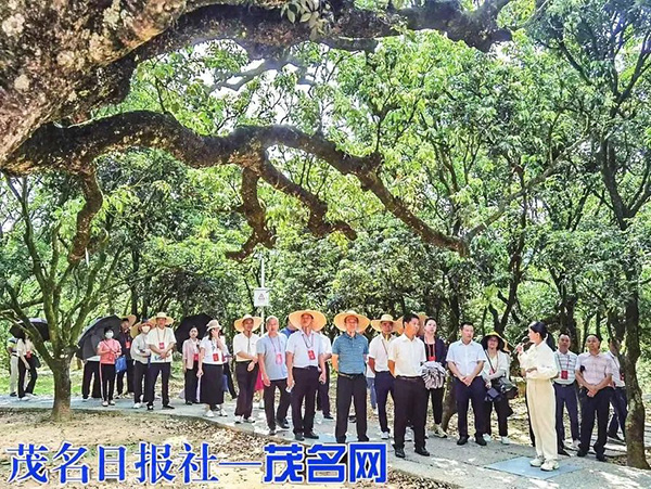 茂名：組織代表看發(fā)展提建議 推進(jìn)綠美茂名生態(tài)建設(shè)