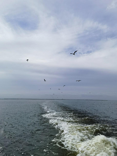 守護(hù)好烏梁素海這顆“塞外明珠”