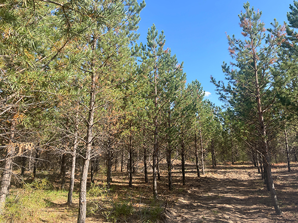  昔日的京津風(fēng)沙源，現(xiàn)在“綠中找沙”