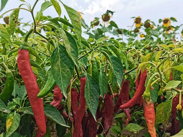  油葵、辣椒長(zhǎng)在小麥地，烏梁素海南岸如何發(fā)展綠色農(nóng)業(yè)？