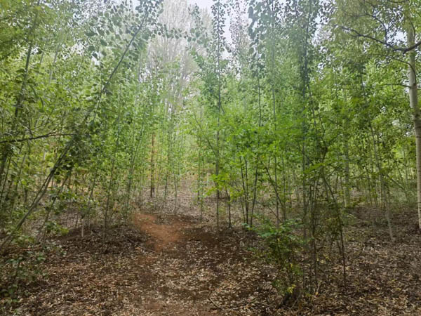  “沙地里長(zhǎng)出了苦豆子！”